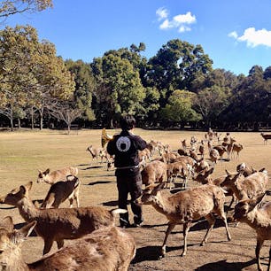 奈良
飛火野
鹿寄せ
ナチュラルホルンの音色に誘われ、森の奥からたくさんの鹿たちが集まってきます。