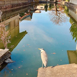 京都
東寺辺り一帯終い弘法で、ものすごく賑わうなか、蒼鷺発見。あれこれ買って大荷物を抱えながらとりあえず一枚。