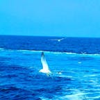 北海道
オホーツク海
3月
一応流氷を観に行ったはずでしたが一面に広がる青い海、、。次、違う年に2月にチャレンジ！が、今度は猛吹雪で飛行機が飛ばす、北海道にたどり着けず、、。未だ目的は果たせていない😔