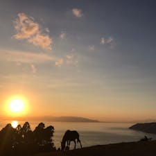 宮崎の最南端、都井岬の夕暮れ✨
野生のお馬さんをこんなに近くで拝めるとは😳
今年最後の旅行納めで良いものが見れました♪