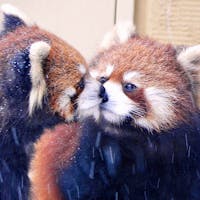 北海道
旭山動物園
雪が降りしきるとても寒い日でしたが、温まる光景でした。