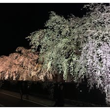 角館のしだれ桜。武家屋敷と並んぶと風情があって綺麗です🌸
