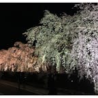 角館のしだれ桜。武家屋敷と並んぶと風情があって綺麗です🌸