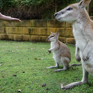 オーストラリアはパース郊外のカバシャム・ワイルドライフ・パークにてカンガルーに餌付け中
#オーストラリア #カンガルー