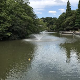 井の頭公園。この写真の奥に神社があって、弁財天が祀られてます⛩
