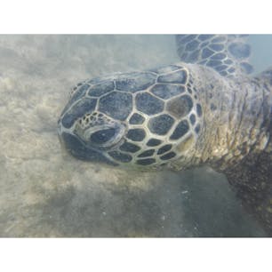 ハワイのノースショアでは、カメがすぐ近くで泳いでいて、つい触りたくなるけど、触ることは禁止されています。