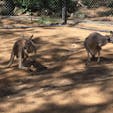オーストラリア、ゴールドコースト、カランビン動物園。