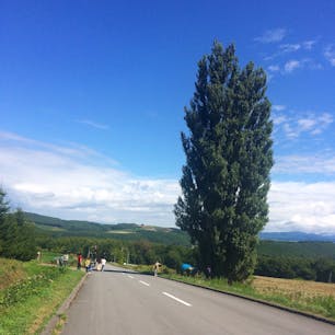 夏  ケンとメリーの木 . ❀