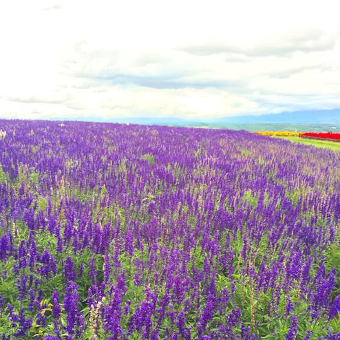 フラワーランドかみふらの