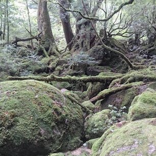 屋久島 白谷雲水峡🇯🇵
