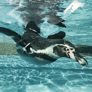 鳥羽水族館のぺんぎん🐧