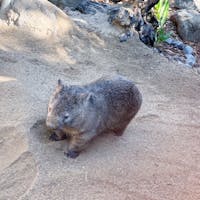 #ハートレイズ・クロコダイル・アドベンチャーズ
#ケアンズ #オーストラリア
2019年12月
初めて見た#ウォンバット が可愛すぎた💕
ぽてぽてした歩き方がたまらんっ😊😊