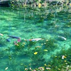 岐阜県のモネの池。
綺麗だった✨✨