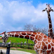 山口県
秋吉台サファリランド