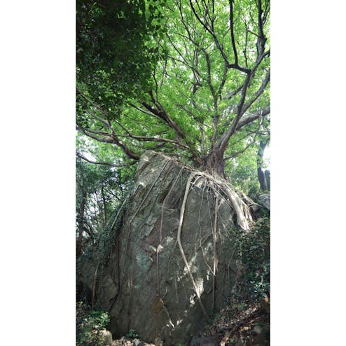 西平椿公園のアコウの木