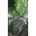 天草　西平椿公園のアコウの木
ここに辿りつくまでの道のりは険しいけれど、根が巨岩を掴む様は圧巻
