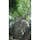 天草　西平椿公園のアコウの木
ここに辿りつくまでの道のりは険しいけれど、根が巨岩を掴む様は圧巻
