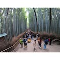 京都府嵯峨野区嵐山にある『竹林の小径』
GoProで撮影すると異世界観が増しますね‼︎

#京都
#嵐山
#竹林