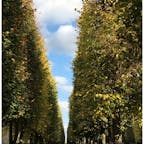 フランス ベルサイユ宮殿の並木
マリーアントワネット、フェルゼンに想いを馳せ歩き、迷子になったベルサイユ