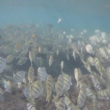 ホノルル★ハナウマベイ

お魚いっぱい🙌