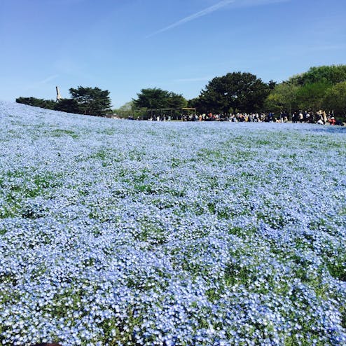 国営ひたち海浜公園
