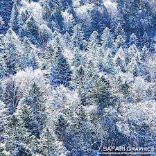 北海道津別町にあるチミケップ湖周辺の森。今年は記録的な雪不足となった北海道ですが、例年通り気温は低いため、大気中の水分が凍って樹木に着氷する「樹氷」が多く見られます。枝や葉の形に沿って凍り付くので、雪よりも繊細な雪景色となります。冷え込みの厳しい道東や道北などでよく見られる現象で、-15℃を下回るとダイヤモンドダストが発生することもあります。#北海道 #津別町 #チミケップ湖