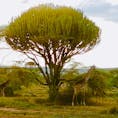 世界遺産 セレンゲティ国立公園 でのマサイキリン
プライベートサファリ＠タンザニア
