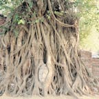タイ　アユタヤ遺跡
木の根に覆われた仏頭