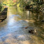 三島
源兵衛川水辺の散歩道②