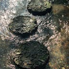三島
源兵衛川水辺の散歩道③