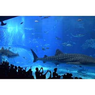 美ら海水族館🐠🏝

大きな水槽で見るジンベイザメは
大迫力でした！😳✨

#水族館