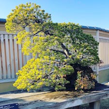 盆栽美術館にて@埼玉