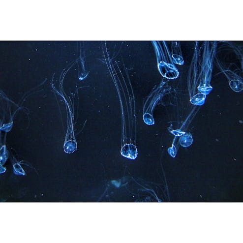 アクアマリンふくしま