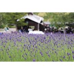 北海道　富良野
hokkaido  furano