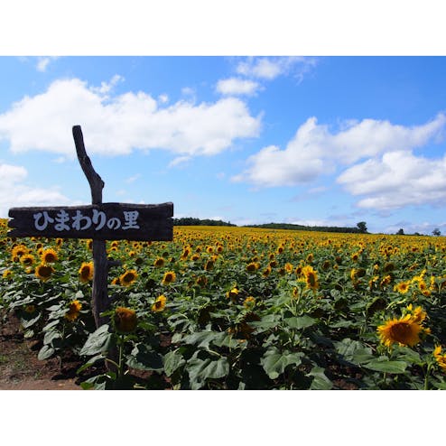 北竜町ひまわりの里