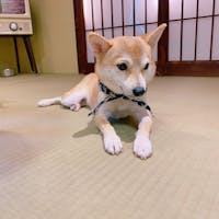 倉敷にある【豆柴カフェ】
時間があったので立ち寄ってみました♡