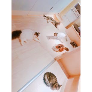 Moff animal cafe🐈🐈
名古屋パルコに入ってる猫カフェ🐈
夕方頃に行ったら他に誰もいなくて
貸し切り状態だった😚
初の猫カフェめっちゃ癒された〜〜💓