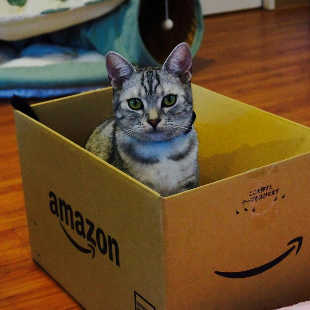 猫カフェ ラグドールの投稿写真 感想 みどころ 猫カフェ ラグドール実は猫カフェ発祥の地 大阪 帰りの トリップノート