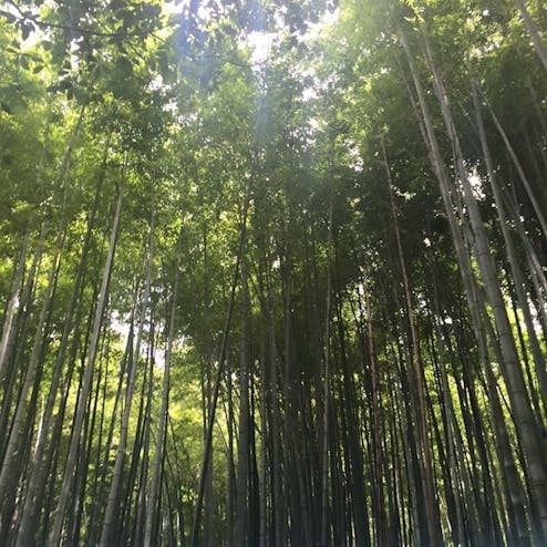 嵐山 竹林の小径