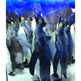 ニュージーランド🇳🇿：オークランドにある「ケリー・タールトンズ水族館　シーライフ・アクエリアム」
南極が近いだけあって、ペンギンブースはとても充実してました！大人も楽しめます。