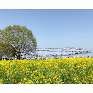 国営ひたち海浜公園/茨城県ひたちなか市