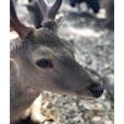 鹿さんたち。

2018.05.05_奈良県
奈良公園