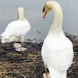 ウトナイ湖にて
二羽の白鳥に遭遇