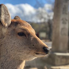 奈良公園 神様の御使い