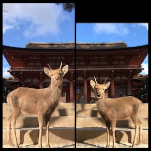 春日大社にて阿吽鹿