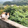 2020.02.09 🇹🇼
#台湾 #猴硐 #猫の村 #世界6大猫スポット