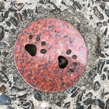 2020.02.09 🇹🇼
#台湾 #猴硐 #猫の村 #世界6大猫スポット #足跡タイル