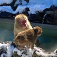 草津熱帯園

お猿さんも極寒の中、草津の湯を堪能してます♪
たくましい！（笑）