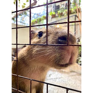 草津熱帯園　

人懐っこいカピパラさんがフェンス越しにやってきてくれます★
餌をあげることや触ることもできますよ！