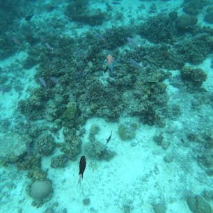 2年ぶりのセブ島

アイランドホッピングでナルスアン島沖シュノーケリング♪